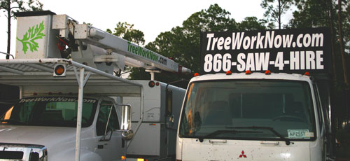 tree work now
